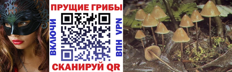 Галлюциногенные грибы мицелий мега зеркало Сельцо где найти наркотики